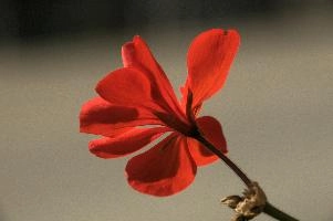 Geranium in the Valle Versasca, valle, bloom, switzerland, red, plant, flower, versasca, blossom, ticino, ornamental, geranium, single, village, swiss, summer, sunlight