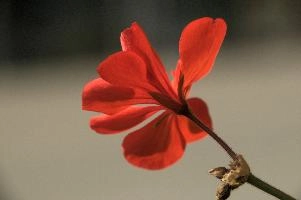 Geranium in the Valle Versasca, versasca, pelargonium, switzerland, flower, bright, geranium, ticino, scarlet, schweiz, sunlight, valle, window box, cottage, daylight, valley, red, cultivated, ornamental, swiss