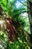 Epiphytic ferns in the Valle Versasca, Ticino, valleversasca, ticino, woodland, valle, tessin, green, italian, swiss, forest, switzerland, europe, vegetation, versasca, lavertezzo, plant, fern