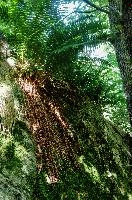 Epiphytic ferns in the Valle Versasca, Ticino, valleversasca, ticino, woodland, valle, tessin, green, italian, swiss, forest, switzerland, europe, vegetation, versasca, lavertezzo, plant, fern