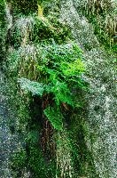Fern in rock face in the Valle Versasca, Ticino, valleversasca, ticino, woodland, valle, tessin, green, italian, swiss, forest, switzerland, europe, vegetation, versasca, lavertezzo, plant, fern