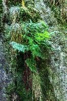 Fern in rock face in the Valle Versasca, Ticino, valleversasca, ticino, woodland, valle, tessin, green, italian, swiss, forest, switzerland, europe, vegetation, versasca, lavertezzo, plant, fern