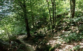 Forest path in the Valle Versasca, Ticino, ticino, woodland, valle, tessin, outdoor, italian, swiss, forest, switzerland, walking, europe, deciduous, nature, hiking, versasca, lavertezzo, scenery, green, lush, rural