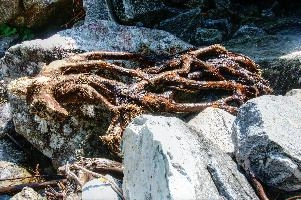 Driftwood in the Valle Versasca, Ticino, null