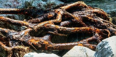 Driftwood in the Valle Versasca, Ticino, null