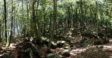 Forest in the Valle Versasca, Ticino, ticino, woods, valle, tessin, wooded, italian, hiking, swiss, forest, switzerland, valley, europe, walking, trees, sunlight, stony, floor, versasca, lavertezzo, deciduous, landscape, shade, rocky