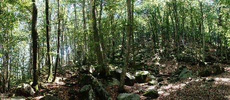 Forest in the Valle Versasca, Ticino, ticino, woods, valle, tessin, wooded, italian, hiking, swiss, forest, switzerland, valley, europe, walking, trees, sunlight, stony, floor, versasca, lavertezzo, deciduous, landscape, shade, rocky
