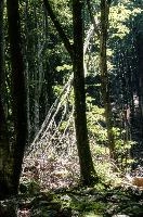 Dead wood caught in neighbouring trees in the Valle Versasca, Ticino in Switzerland, woods, scenery, caught, versasca, nature, leaning, valle, fresh, fallen, lavertezzo, growth, trunk, tessin, sunny, tree, italian, summer, wood, europe, light, timber, ticino, hiking, foliage, swiss, walking, dappled, switzerland, forest, green