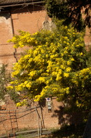 Mimosa in Varese town gardens, Lombaria, Varese