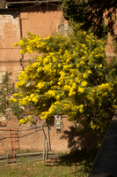 Mimosa in Varese town gardens, Lombaria, Varese