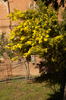 Mimosa in Varese town gardens, Lombaria, Varese