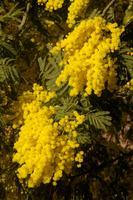Mimosa in Varese town gardens, Lombaria, Varese