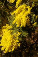 Mimosa in Varese town gardens, Lombaria, Varese