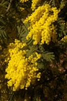 Mimosa in Varese town gardens, Lombaria, Varese