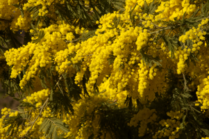 Mimosa in Varese town gardens, Lombaria, Varese