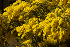 Mimosa in Varese town gardens, Lombaria, Varese