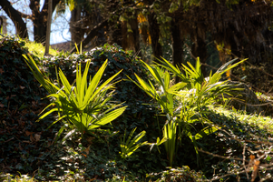 Palm seedlings in Varese town gardens, Lombaria, Varese