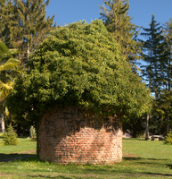 Ivy-crowned ruin in Varese town gardens, Lombaria, Varese