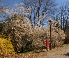 Thorn blossom in Varese town gardens, Lombardia, Varese