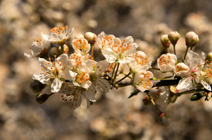 Thorn blossom in Varese town gardens, Lombardia, Varese