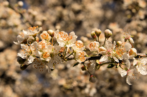 Thorn blossom in Varese town gardens, Lombardia, Varese