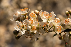 Thorn blossom in Varese town gardens, Lombardia, Varese