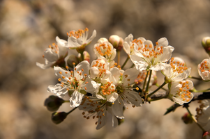 Thorn blossom in Varese town gardens, Lombardia, Varese