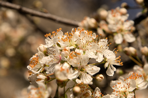 Blossom in Varese town gardens, Lombardy, Varese