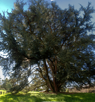 Yew tree in Varese, Lombardia, Varese