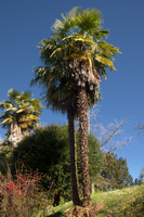 Fan Palm in Varese, Lombaria, Varese