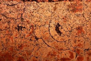 Ammonite fossils in the paving stone of the Piazza Erbe in Verona, spiral, ammonite, old, fossil, red, shakespeare, stone, city, pavement, town, floor, verona, tile, italian, erbe, veneto, piazza, italy, marble