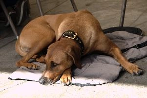 Rhodesian Ridgeback dog in Walenstadt, Switzerland, canine, ridgeback, dog.pet, walensee, walenstadt, switzerland
