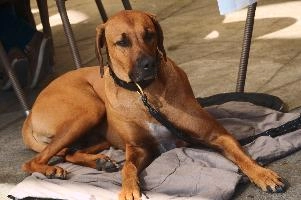 Rhodesian Ridgeback dog in Walenstadt, Switzerland, canine, ridgeback, dog.pet, walensee, walenstadt, switzerland