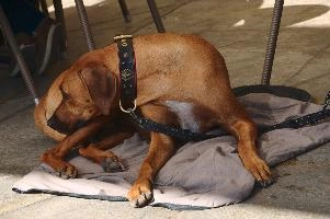 Rhodesian Ridgeback dog in Walenstadt, Switzerland, canine, ridgeback, dog.pet, walensee, walenstadt, switzerland