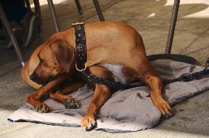 Rhodesian Ridgeback dog in Walenstadt, Switzerland, canine, ridgeback, dog.pet, walensee, walenstadt, switzerland