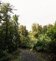 Path to Quinten, path, canopy, switzerland, forest, nature, beech, woods, outdoors, walenstadt, green, quinten, deciduous, walensee, wild, swiss, churfirsten, foliage, trees, wooded, landscape