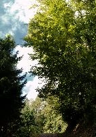 Beechwoods, beech, canopy, switzerland, forest, nature, path, woods, outdoors, walenstadt, green, quinten, deciduous, walensee, wild, swiss, churfirsten, foliage, trees, wooded, landscape