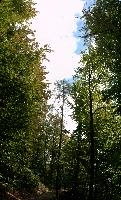Path to Quinten, woods, canopy, switzerland, forest, nature, path, quinten, outdoors, walenstadt, green, beech, deciduous, walensee, wild, swiss, churfirsten, foliage, trees, wooded, landscape