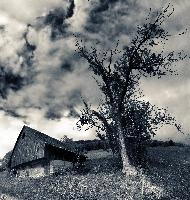 Against the Sky, tree, alps, alpine, switzerland, rustic, outdoors, quinten, barn, walenstadt, farmhouse, meadows, sky, agricultural, building, mountains, swiss, outlined, stark, hiking, walking