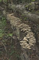 Bracket fungus in Woods, null