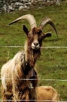 Old Man of Quinten, goat, alpine, swiss, fence, animal, horns, shaggy, quinten, mountains, walensee, livestock, beast, flums, furry, breed, majestic, horned, domestic, mammal, alps, switzerland, male, beard, collar, bell