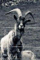 Old Man of Quinten, goat, alpine, swiss, fence, animal, horns, shaggy, quinten, mountains, walensee, livestock, beast, flums, furry, breed, majestic, horned, domestic, mammal, alps, switzerland, male, beard, collar, bell