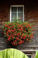 Quinten Pelargoniums, geraniums, alps, alpine, switzerland, wooden, outdoors, decoration, quinten, flowers, village, walensee, farmhouse, ornamental, red, colourful, window, pretty, timber, home, bright, mountains, swiss, wall, box, traditional, old