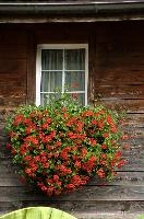Pelargoniums in Quinten, geraniums, alps, alpine, switzerland, wooden, outdoors, decoration, quinten, flowers, village, walensee, farmhouse, ornamental, red, colourful, window, pretty, timber, home, bright, mountains, swiss, wall, box, traditional, old
