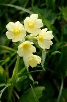 Primula elatior, wild, primula, snow, blossom, primula, beautiful, switzerland, alpine, flower, translucent, flower, outdoors, wildflower, oxlip, reproduction, botany, plant, pale, walenstadt, flumserberg, pasture, walenstadt, elatior, nature, delicate, mountains, growth, green, oxlip, bloom, spring, alps, flora, field, meadow, life