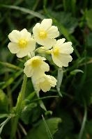 Primula elatior, wild, primula, snow, blossom, primula, beautiful, switzerland, alpine, flower, translucent, flower, outdoors, wildflower, oxlip, reproduction, botany, plant, pale, walenstadt, flumserberg, pasture, walenstadt, elatior, nature, delicate, mountains, growth, green, oxlip, bloom, spring, alps, flora, field, meadow, life