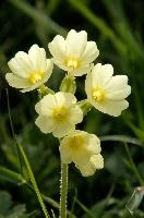 Primula elatior, wild, primula, snow, blossom, primula, beautiful, switzerland, alpine, flower, translucent, flower, outdoors, wildflower, oxlip, reproduction, botany, plant, pale, walenstadt, flumserberg, pasture, walenstadt, elatior, nature, delicate, mountains, growth, green, oxlip, bloom, spring, alps, flora, field, meadow, life
