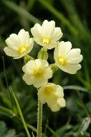 Primula elatior, wild, primula, snow, blossom, primula, beautiful, switzerland, alpine, flower, translucent, flower, outdoors, wildflower, oxlip, reproduction, botany, plant, pale, walenstadt, flumserberg, pasture, walenstadt, elatior, nature, delicate, mountains, growth, green, oxlip, bloom, spring, alps, flora, field, meadow, life