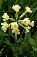 Primula elatior, wild, primula, snow, blossom, primula, beautiful, switzerland, alpine, flower, translucent, flower, outdoors, wildflower, oxlip, reproduction, botany, plant, pale, walenstadt, flumserberg, pasture, walenstadt, elatior, nature, delicate, mountains, growth, green, oxlip, bloom, spring, alps, flora, field, meadow, life