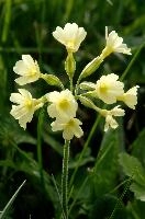 Primula elatior, wild, primula, snow, blossom, primula, beautiful, switzerland, alpine, flower, translucent, flower, outdoors, wildflower, oxlip, reproduction, botany, plant, pale, walenstadt, flumserberg, pasture, walenstadt, elatior, nature, delicate, mountains, growth, green, oxlip, bloom, spring, alps, flora, field, meadow, life